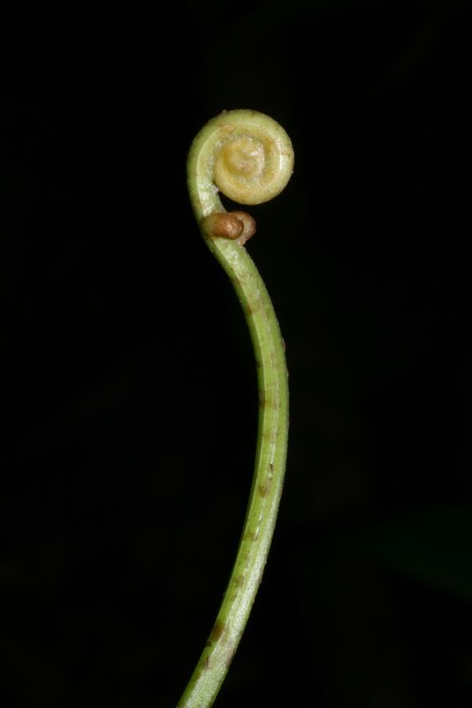Blechnaceae Salpichlaena papyrus
