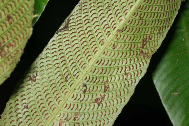 Thelypteridaceae Meniscium macrophyllum