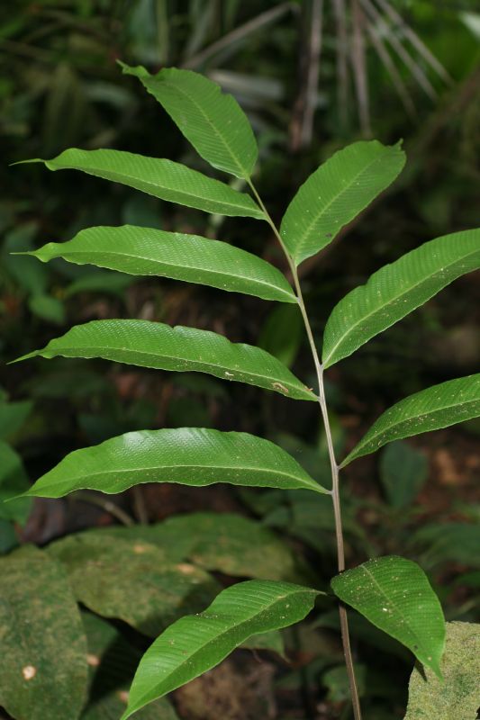 Thelypteridaceae Meniscium macrophyllum