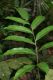 image of Meniscium macrophyllum