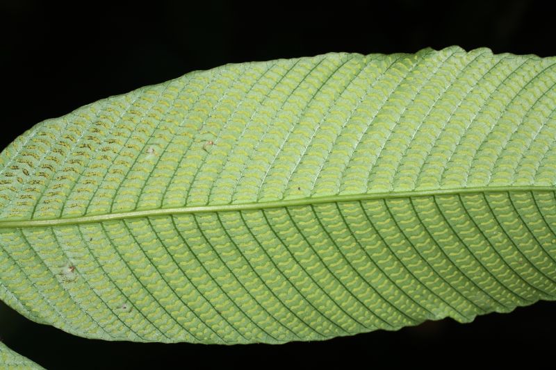 Thelypteridaceae Meniscium macrophyllum
