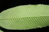 image of Meniscium macrophyllum