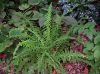 image of Athyrium filiix-femina