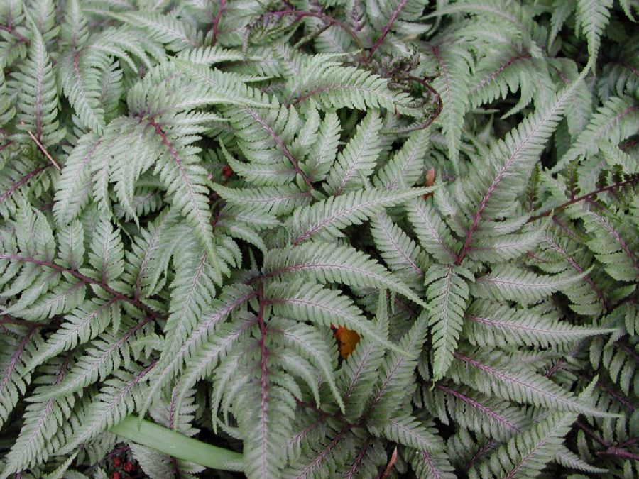 Athyriaceae Anisocampium niponicum