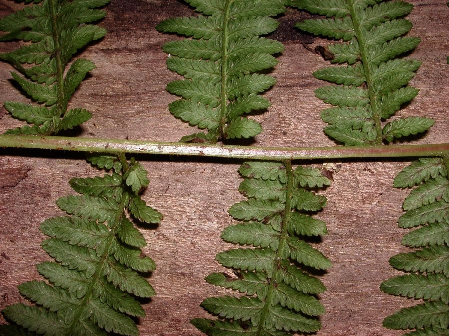 Athyriaceae Athyrium filix-femina