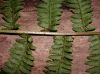 image of Athyrium filix-femina