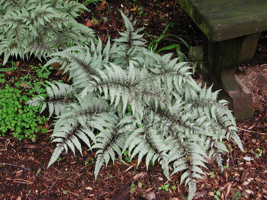 Athyriaceae Anisocampium niponicum