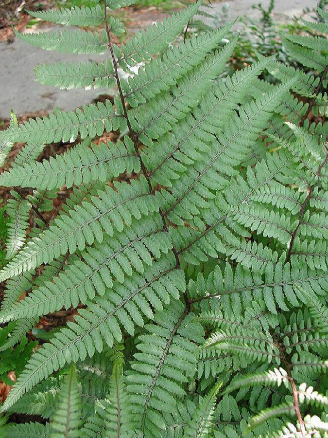Athyriaceae Athyrium otophorum