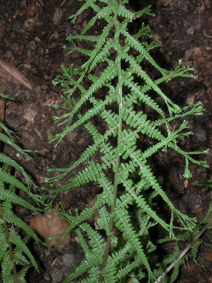 Athyriaceae Athyrium filiix-femina