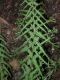 image of Athyrium filiix-femina