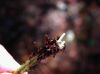 image of Athyrium filix-femina