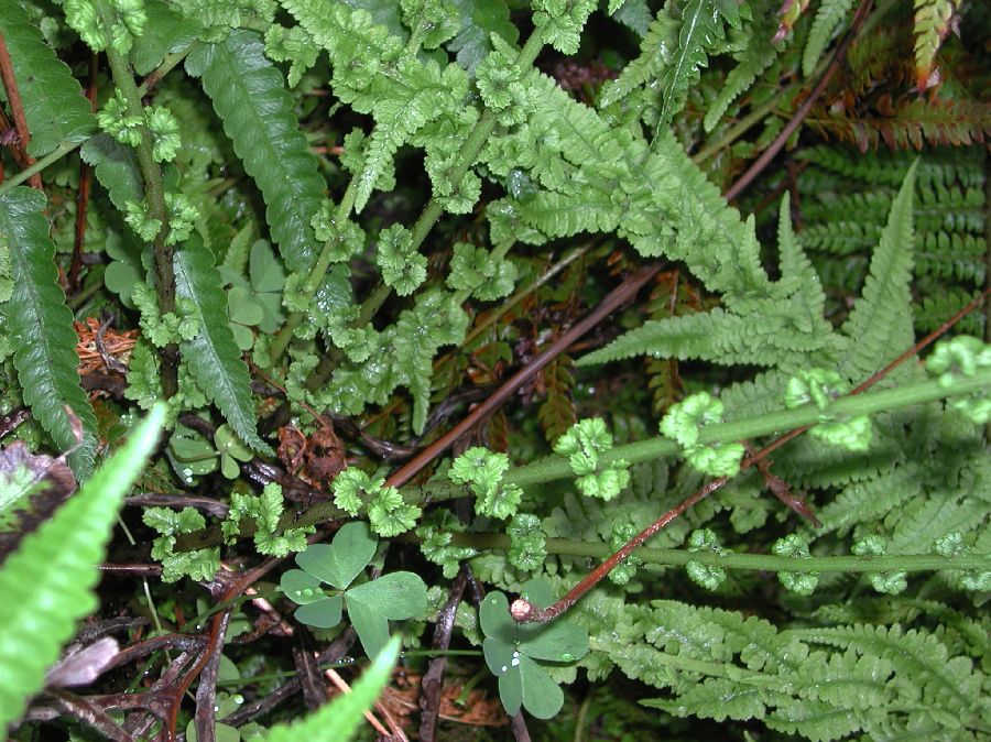 Athyriaceae Athyrium filiix-femina