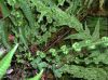 image of Athyrium filiix-femina