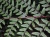 image of Athyrium otophorum