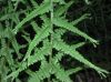 image of Athyrium filiix-femina