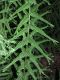 image of Athyrium filiix-femina