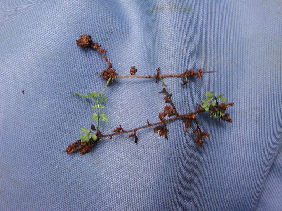 Cystopteridaceae Cystopteris fragilis