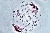 image of Cystopteris wagneri