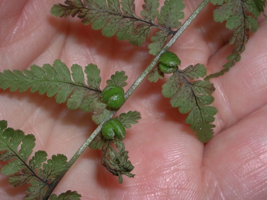 Cystopteridaceae Cystopteris bulbifera