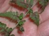 image of Cystopteris bulbifera