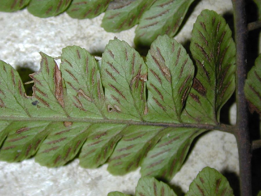 Athyriaceae Diplazium prominulum