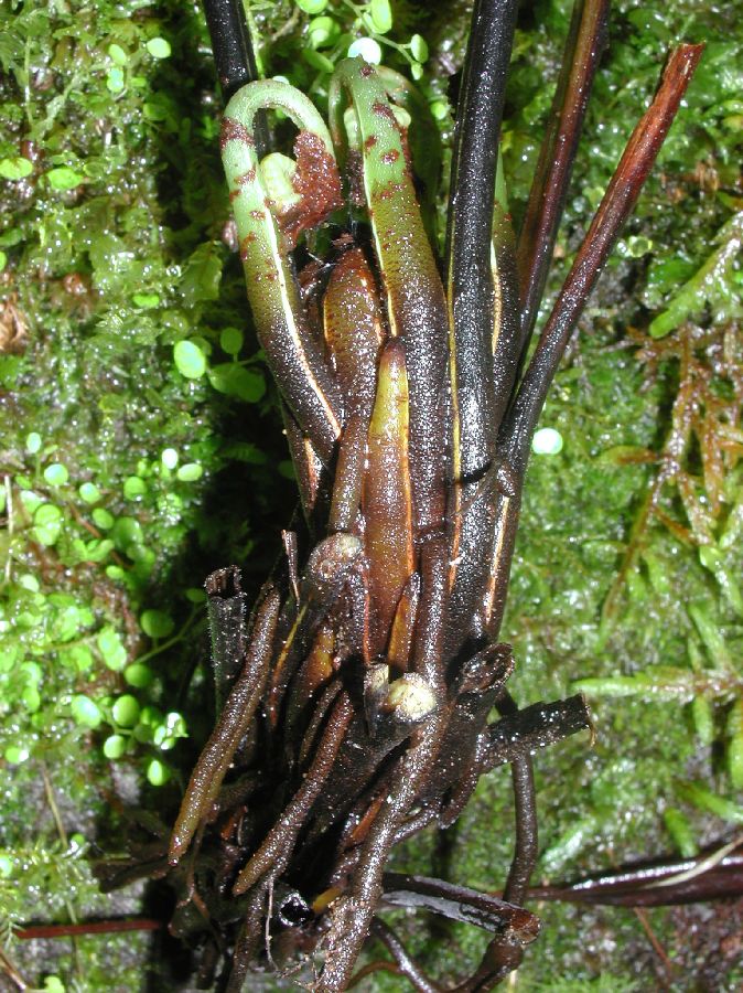 Athyriaceae Diplazium prominulum