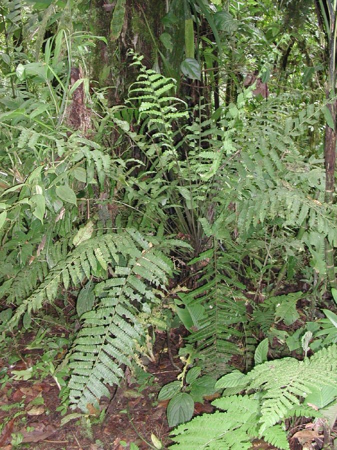 Athyriaceae Diplazium urticifolium