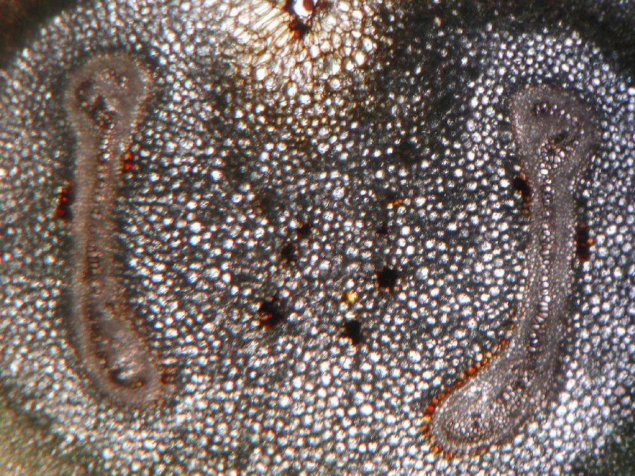 Athyriaceae Diplazium werckleanum