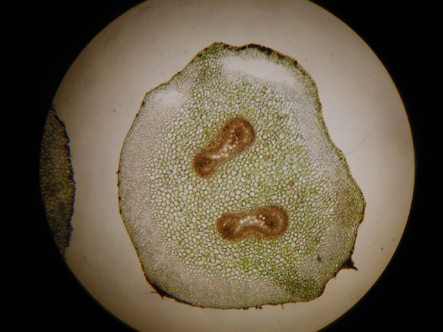 Athyriaceae Diplazium prominulum