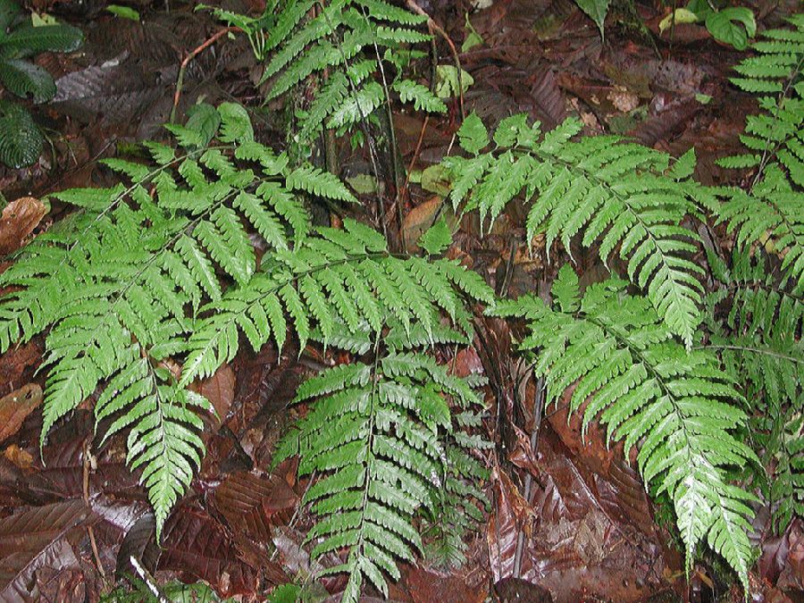 Athyriaceae Diplazium prominulum