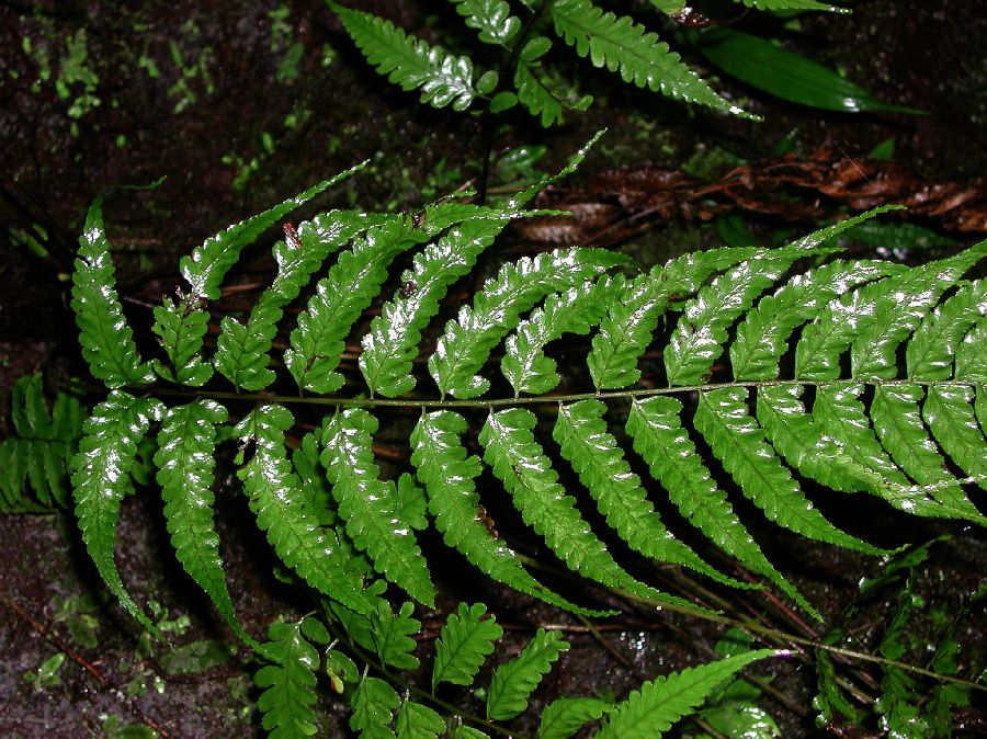 Athyriaceae Diplazium prominulum