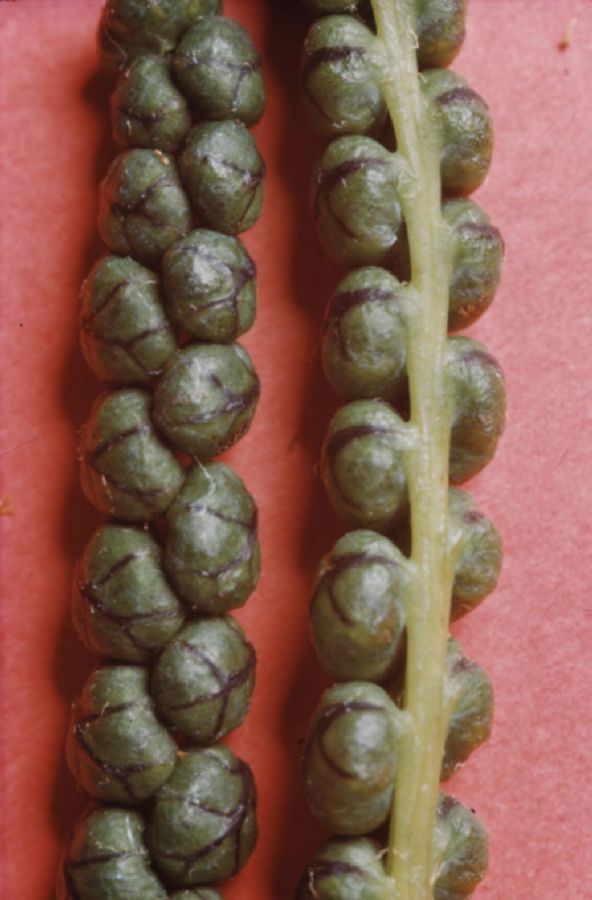 Onocleaceae Onoclea sensibilis