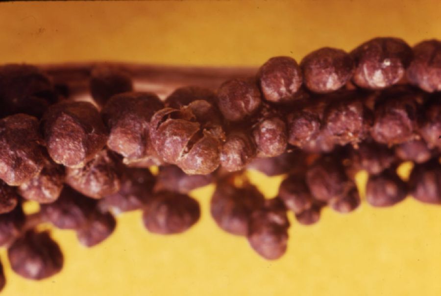 Onocleaceae Onoclea sensibilis