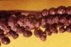 image of Onoclea sensibilis