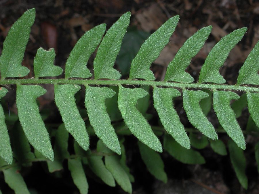 Woodsiaceae Woodsia polystichoides