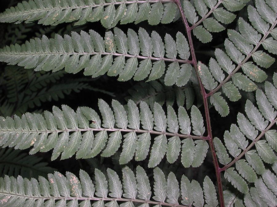 Athyriaceae Athyrium 'Ghost'