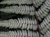 image of Athyrium 