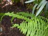 image of Athyrium filiix-femina