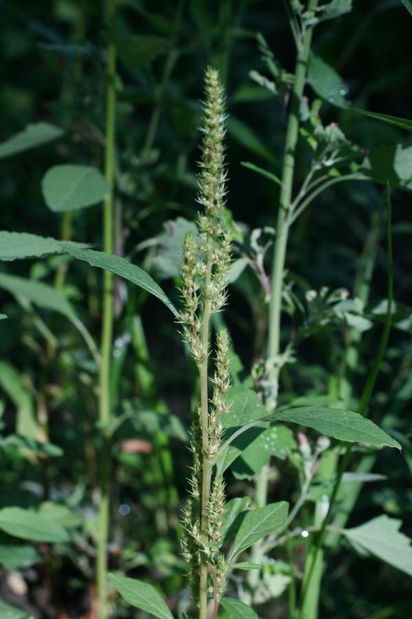 Amaranthaceae Amaranthus retroflexus