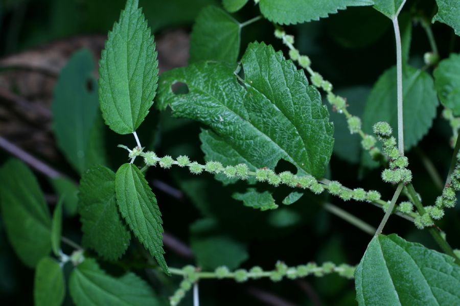 Urticaceae Boehmeria cylindrica