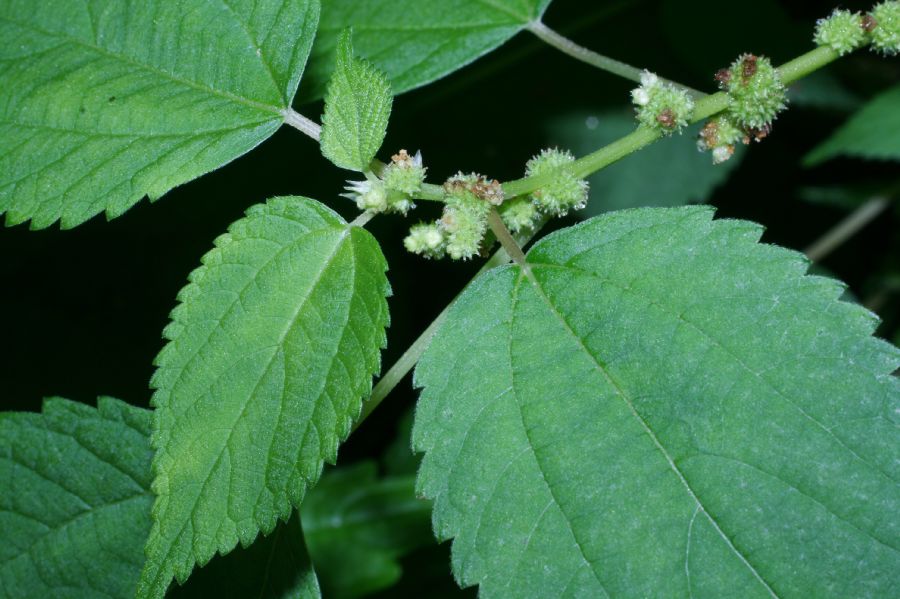 Urticaceae Boehmeria cylindrica