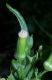 image of Erechtites hieracifolium