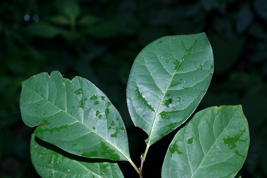 Lauraceae Lindera benzoin