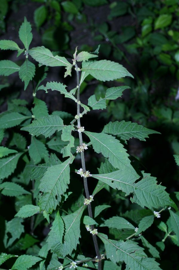 Lamiaceae Lycopus americanus