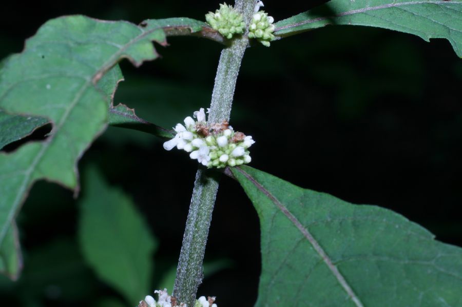 Lamiaceae Lycopus americanus
