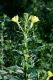 image of Oenothera biennis