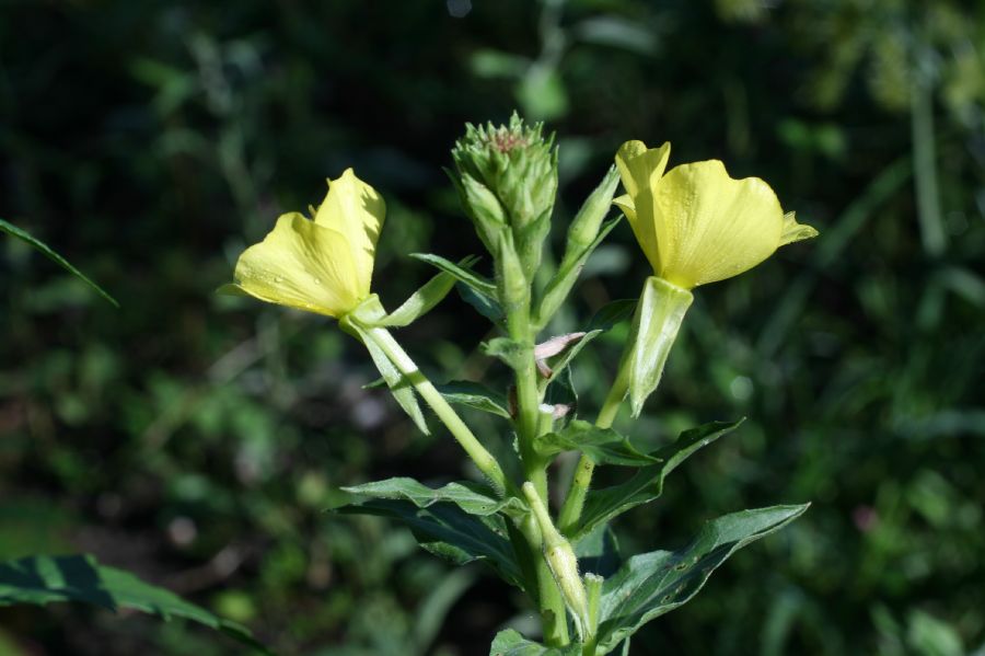 Onagraceae Oenothera biennis