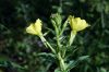 image of Oenothera biennis