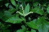image of Penthorum sedoides