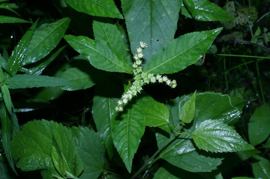 Penthoraceae Penthorum sedoides
